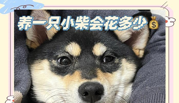 杰宝家的柴犬好养吗？购买杰宝家柴犬需要多少钱？