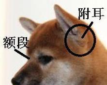 小狗附耳柴犬能养吗多少钱？附耳柴犬的饲养成本和特点是什么？