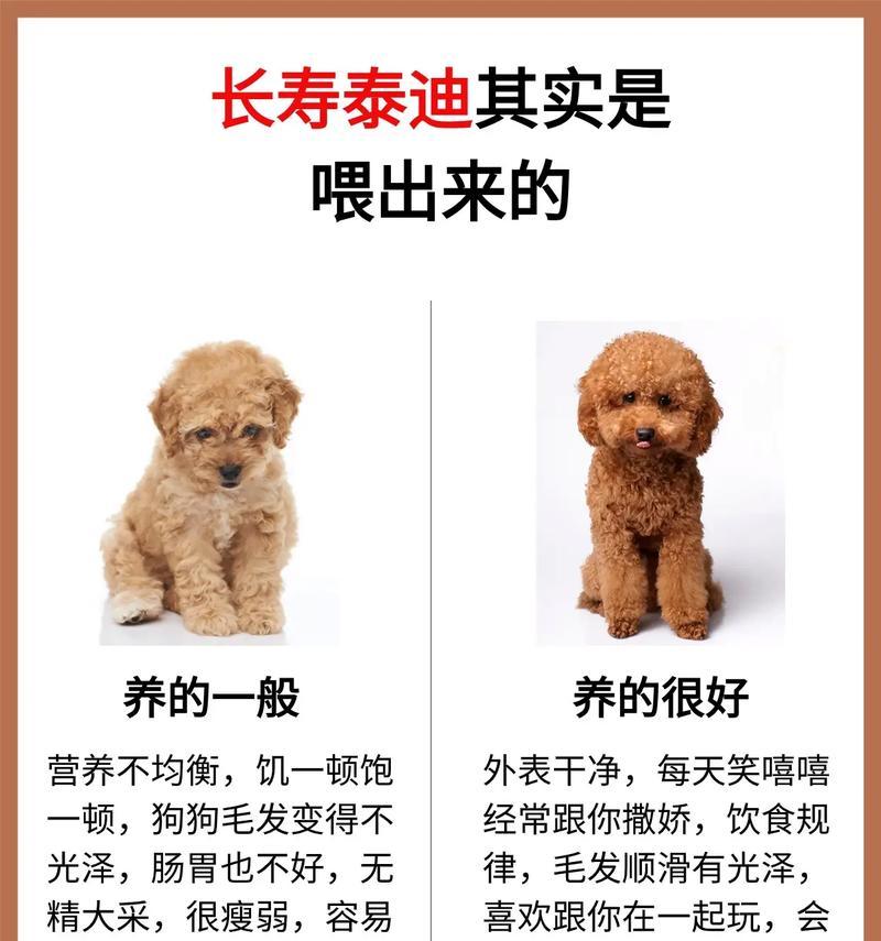 泰迪治犬瘟热多少钱？治疗犬瘟热的费用如何？