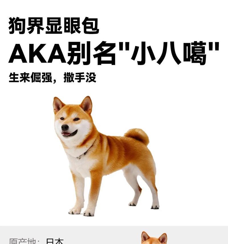 五斤柴犬的日常食量应该是多少？