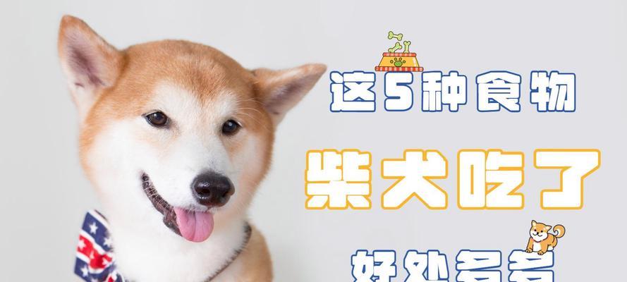 柴犬四个月大应该吃多少食物？如何制定合适的饮食计划？