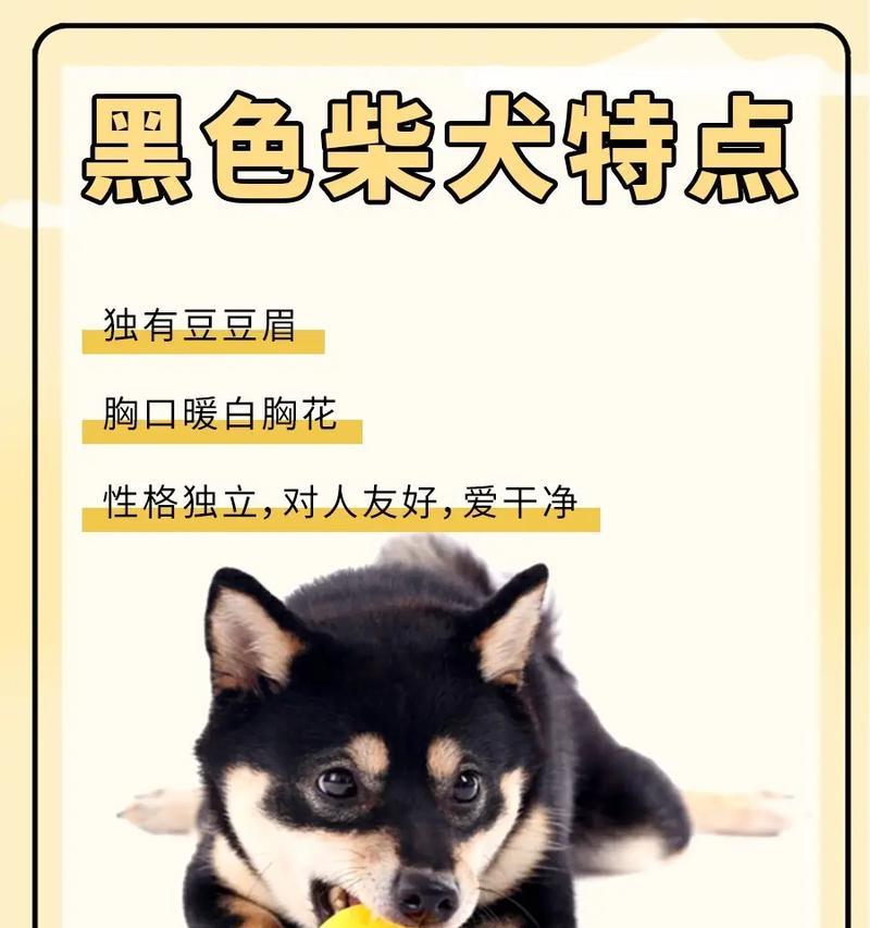 柴犬的最大体重是多少斤？如何科学喂养柴犬？