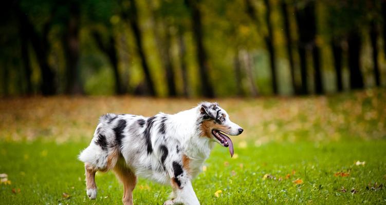 牧羊犬中的大型犬品种有哪些？牧羊犬的大型犬品种有哪些特点？