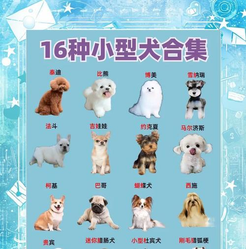 哪些小型犬品种在家养时特别黏人？