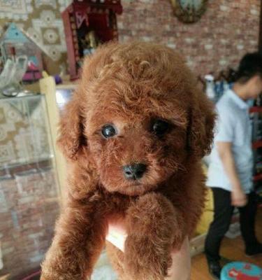 安阳白泰迪幼犬的售价是多少？购买时需要注意什么？