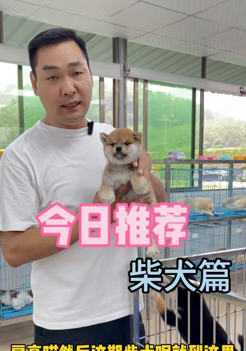 富阳宠物店大柴犬价格多少？购买大柴犬的注意事项？