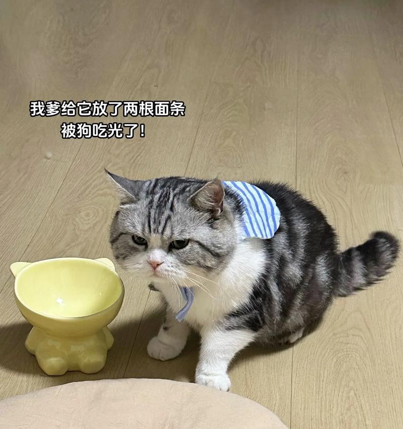 猫为什么拒绝吃狗舔过的食物？