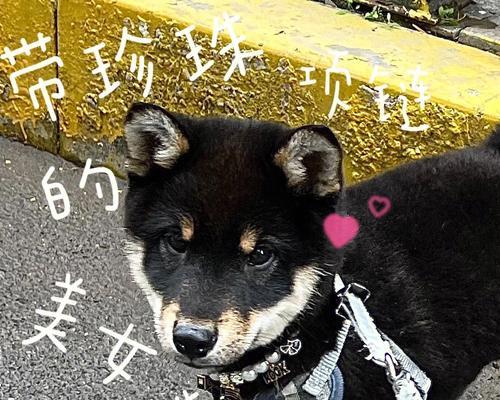 黑色柴犬幼犬串串的价格是多少？