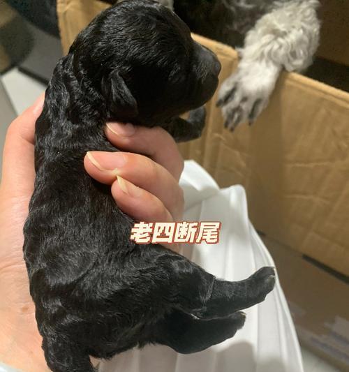 泰迪犬一个月大时断尾的费用是多少？断尾的必要性如何？