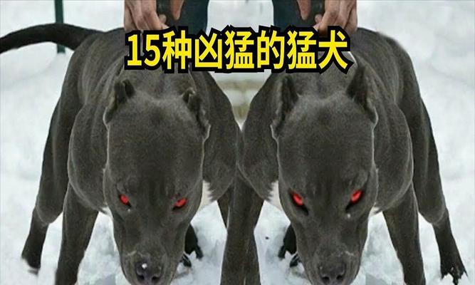 哪些大型犬品种的爪子特别大？如何护理？