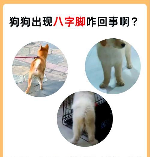 哪些大型犬品种的爪子特别大？如何护理？