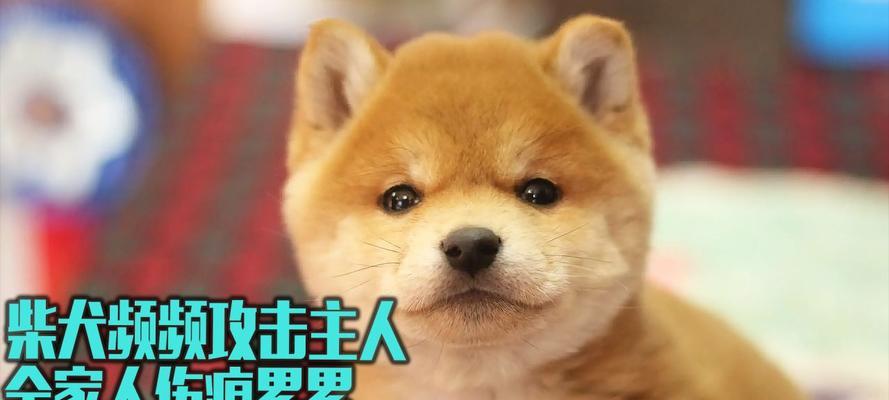 田园柴犬训犬师收费多少？