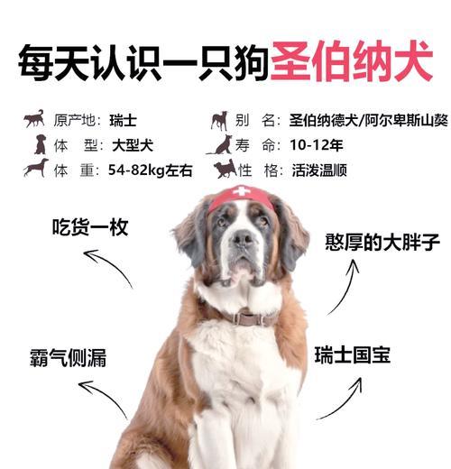 有哪些小型犬不爱吠叫？选择不爱吠叫的小型犬的好处是什么？