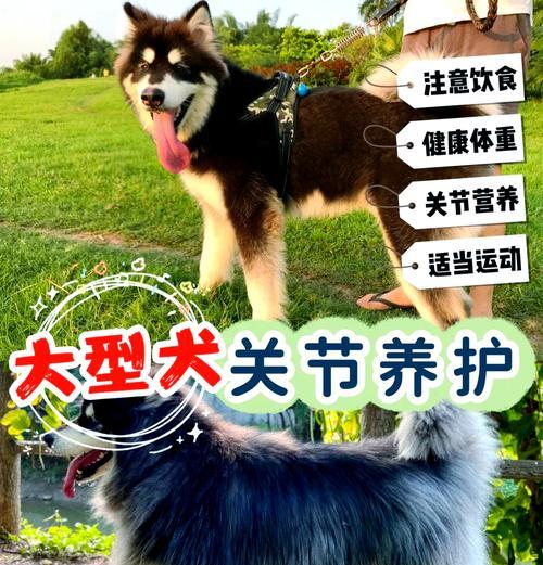 又瘦又高大型犬品种有哪些？这些犬种的养护要点是什么？