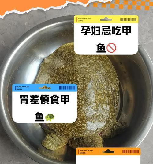 甲鱼苗为什么没有尾巴？甲鱼苗尾巴缺失的原因是什么？