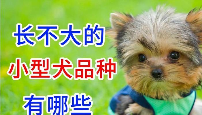 哪些小型犬既温顺又长寿？