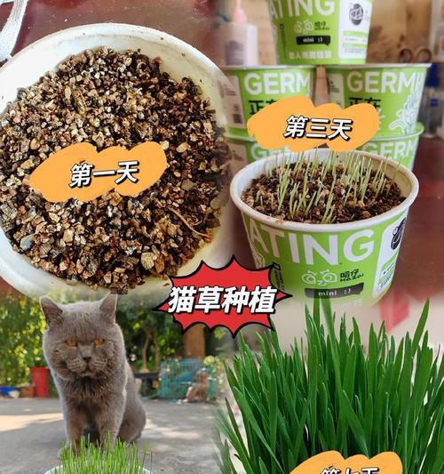 猫咪只吃猫草不吃猫粮怎么办？