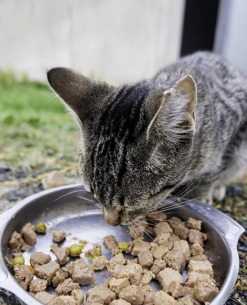 猫看到猫粮掉下来震惊怎么回事？猫咪的这种反应有什么含义？