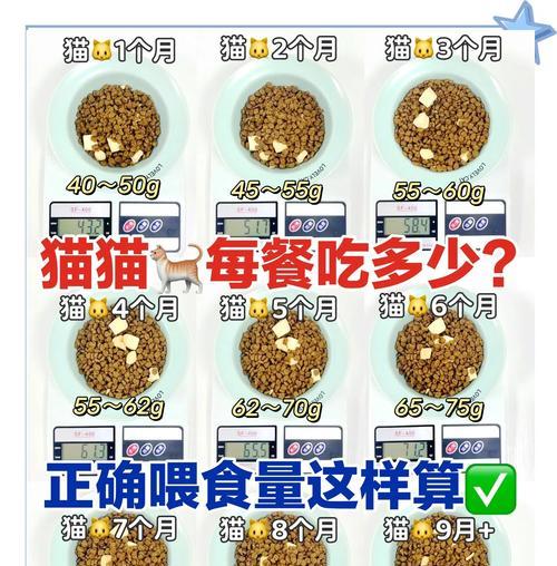 猫粮用完时如何应急喂食？