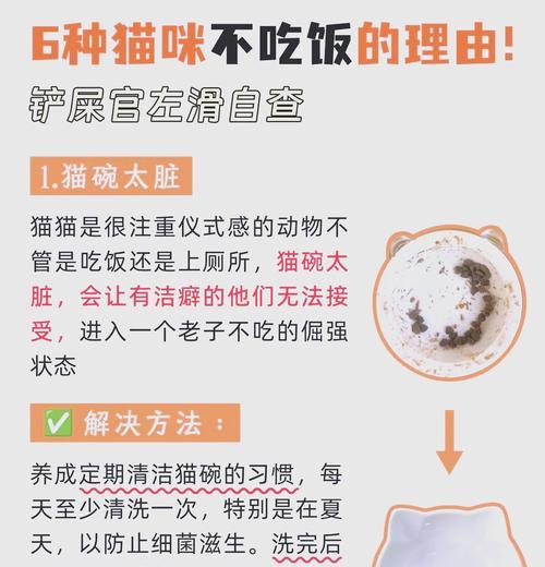 母猫不让小猫吃猫粮怎么办？如何解决这一问题？