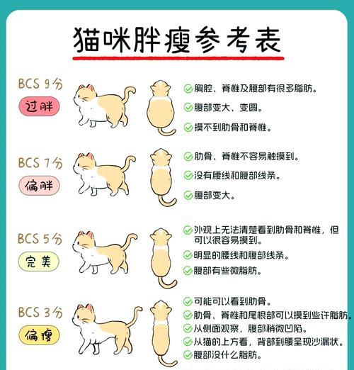 猫咪肚子肥怎么办？哪种猫粮有助于减肥？