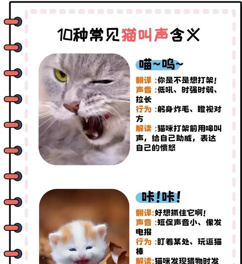 猫咪吃猫粮时发出异常声音应如何解决？