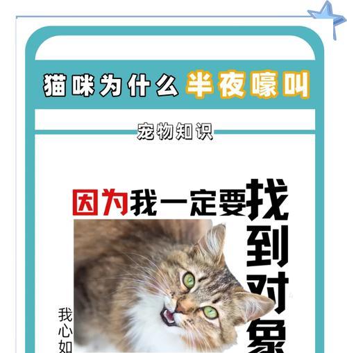 猫咪吃猫粮时发出异常声音应如何解决？