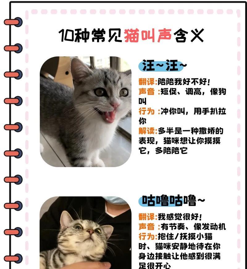 猫咪吃猫粮时发出异常声音应如何解决？